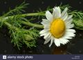 عاقرقرحا